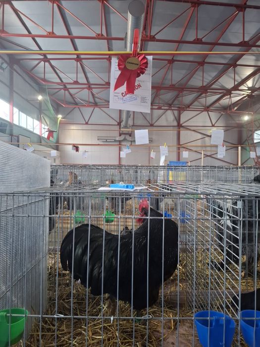 Vand famile Australorp Negru 6+1