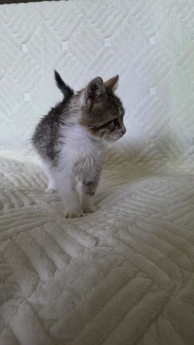 Отдам котенка в добрые руки