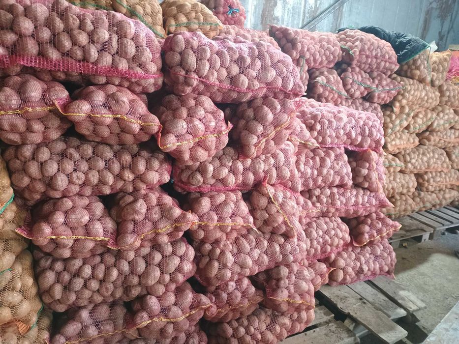 De vânzare cartofi consum Carera sí Bellaroza