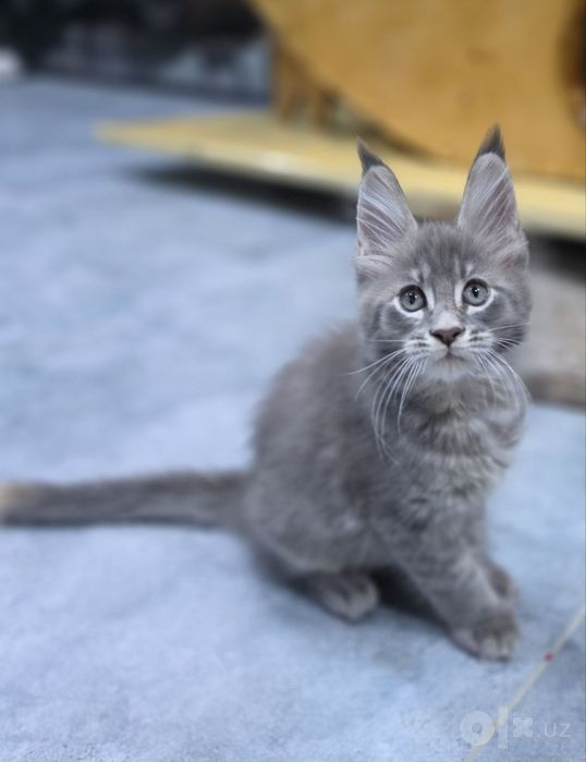 Продаются котята Мэйн кун