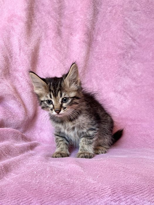 Котята приученные симпотяги