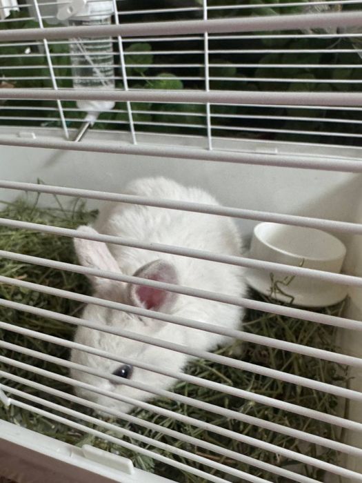 Кролик с клеткой