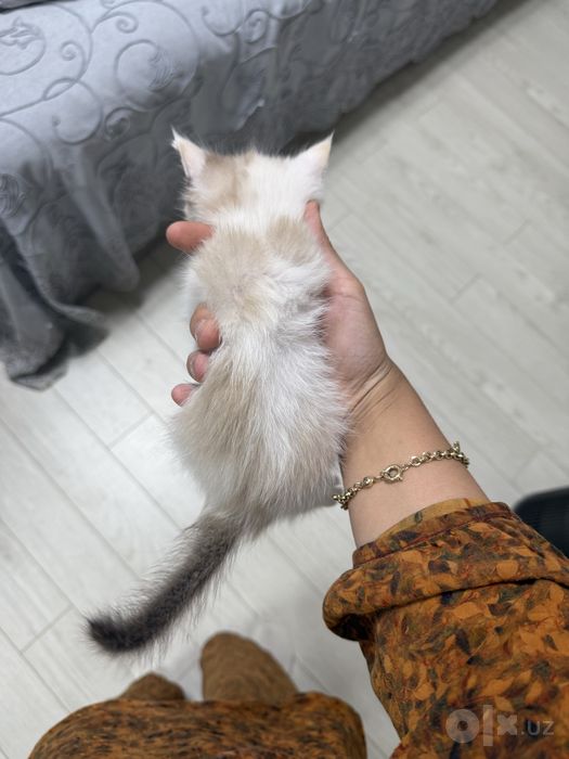 Отдается в добрые руки котята