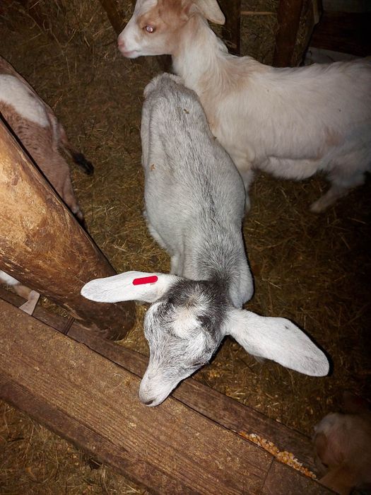 Capre și iede pentru reproducție, Saanen x Anglonubian