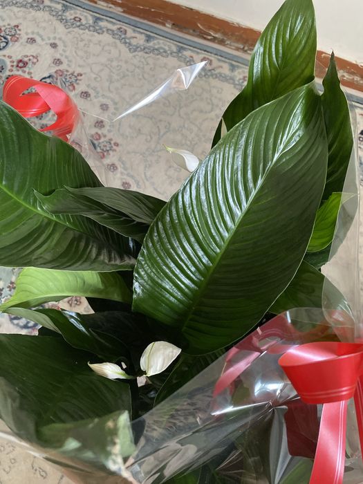 Женское счастье. Срочно