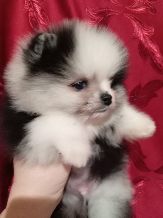 Продам щенков шпица