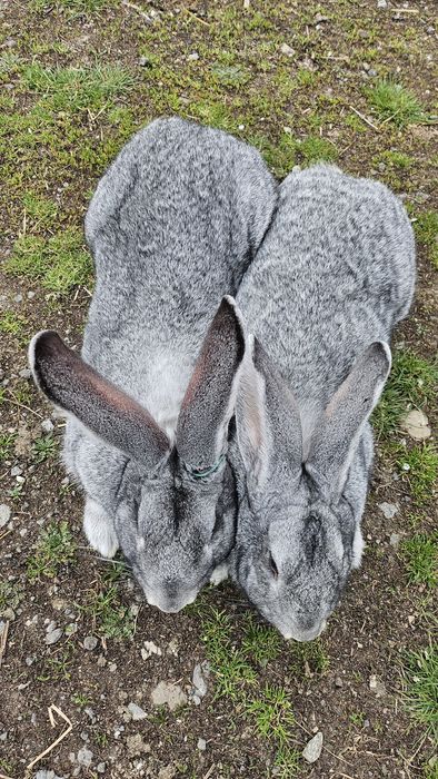 Vând o pereche de uriaș german gri