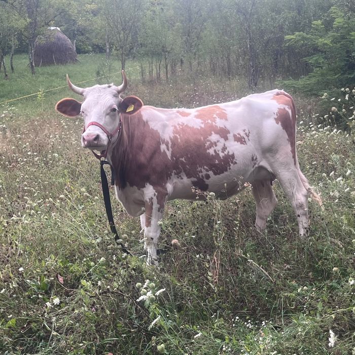 Vand vaca  gestanta