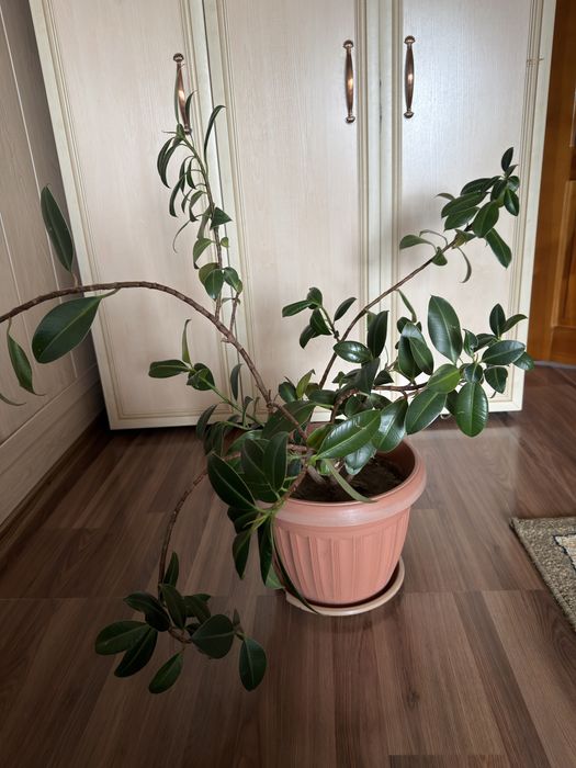 Комнатные цветы