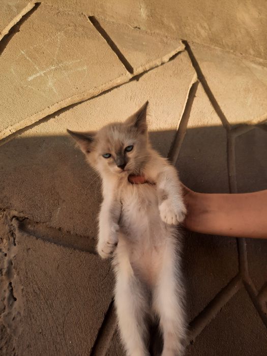 Отдадим котят в добрые руки
