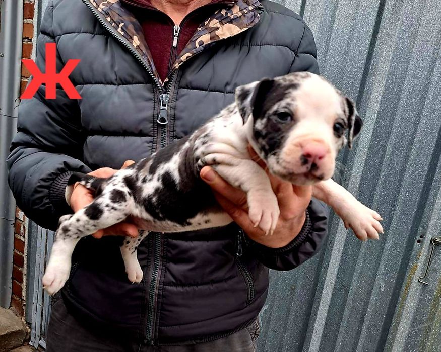 PITBUL-Питбул Мерле