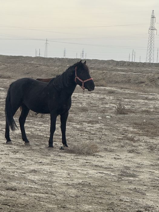 Айғыр міңгі сатылады