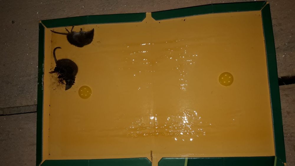 Capcana lipici pe carton pt soareci. 10 buc