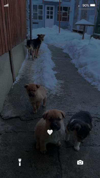 dau spre adopție catel de talie mica