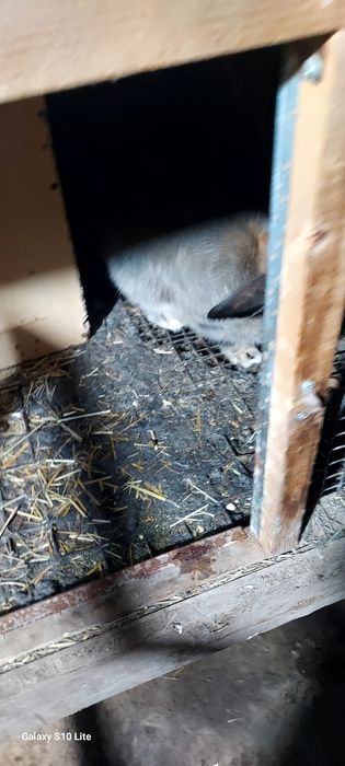 Срочна продам кроликав