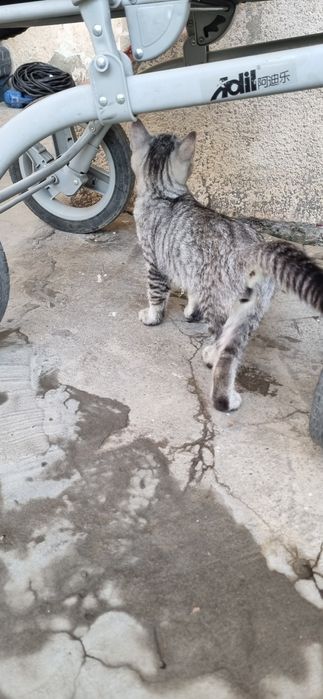Mushuk bolalari yekinga bervoraman tozza zot