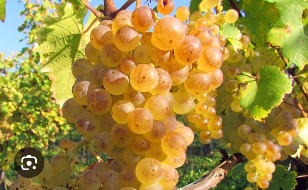 Struguri pentru vin