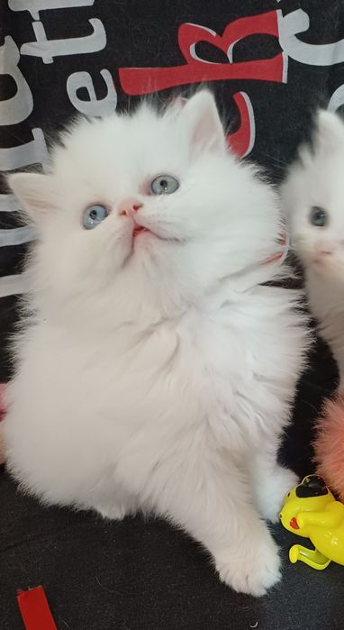 Puiuti  persani albi