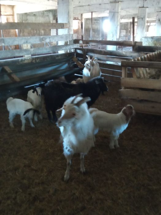 Продам 4 коз и 6 козлят