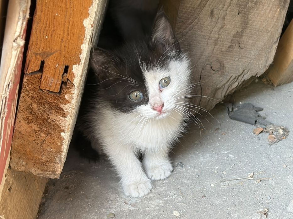Отдам котят в добрые руки