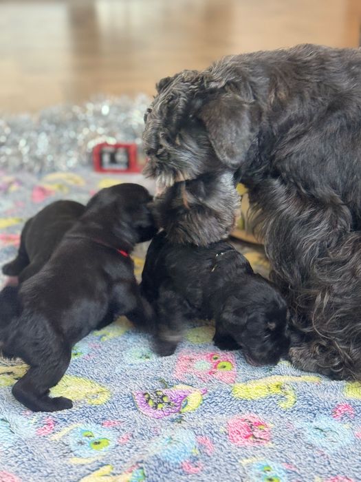 Малки цвергшнауцери търсят своя дом