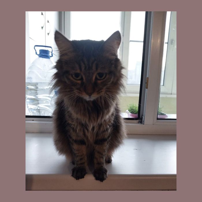 Кошечка Анфиса Котят не будет