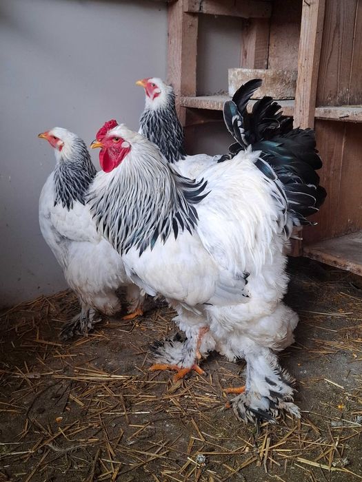 Gaini brahma HD,rate lesesti ciocolatii,porumbei voltati