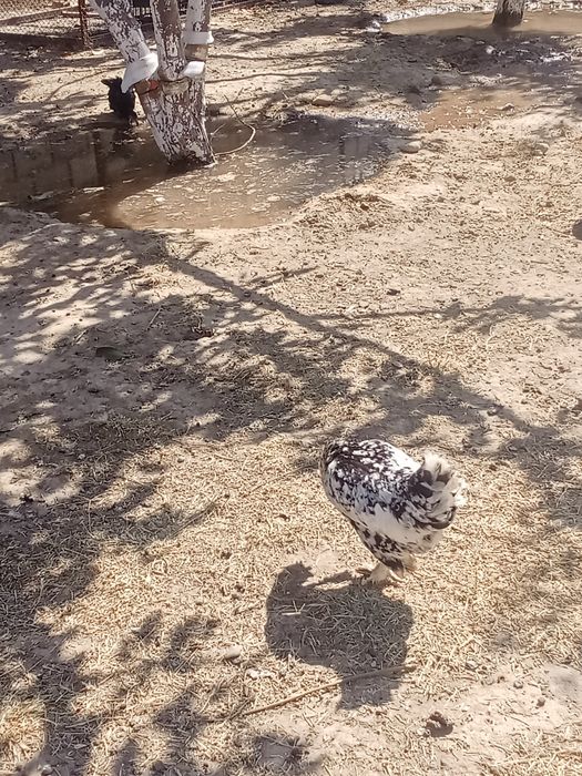 карликовые куры срочно