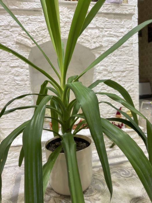 Юкка комнатная