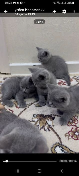 Mushuk sotiladi Britanskiy