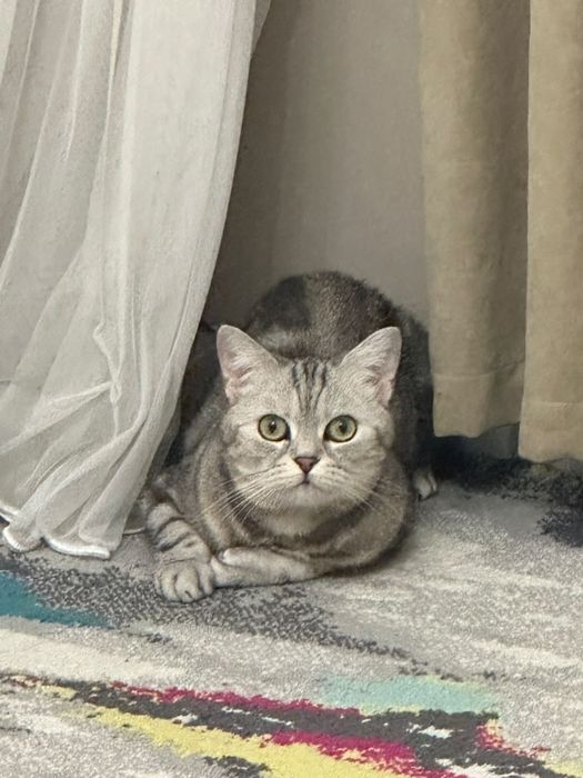 Отдам кошку в добрые руки