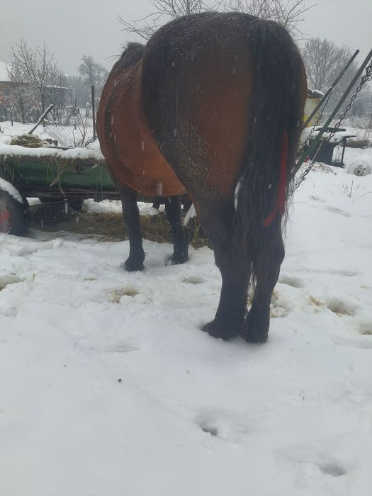 Vând sau schimb armăsar semigreu