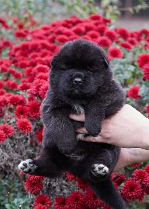 Американская Акита