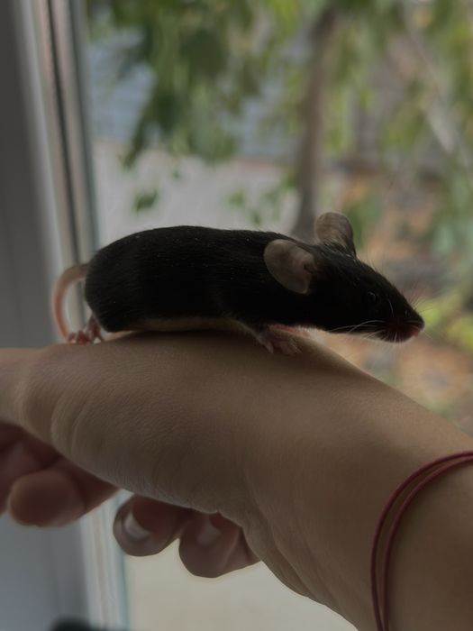 Декоративные сатиновые мышата