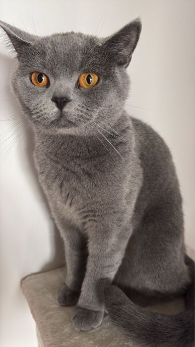 Pisica  British Shorthair,Nesterilizata