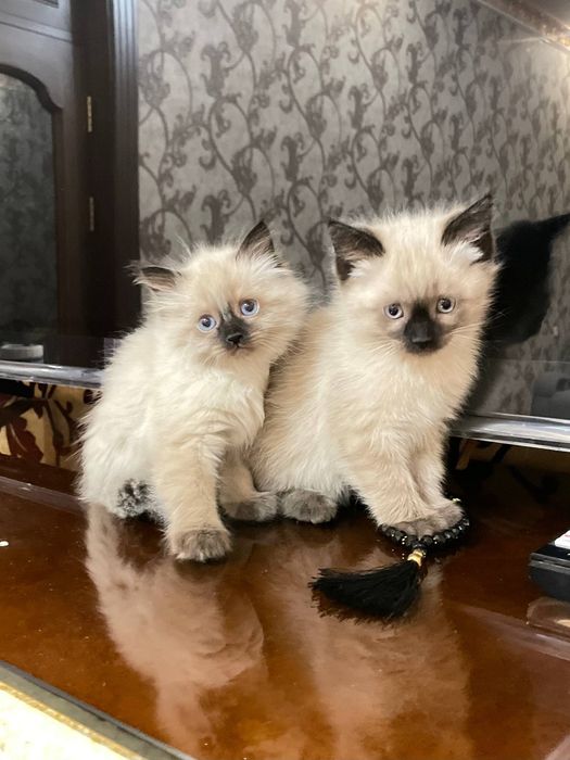 Siamskiy mushuk 50 kunlik