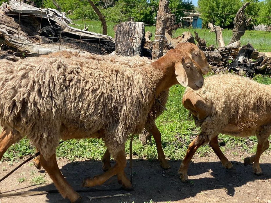 Қошқар Арашан таза