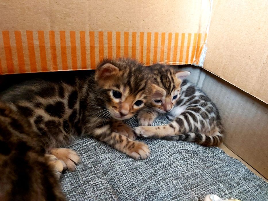 Котята с рисунком Леопарда. БЕНГАЛЬСКИЕ
