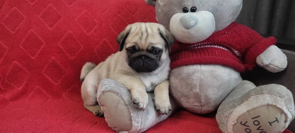 Продам щенков мопса