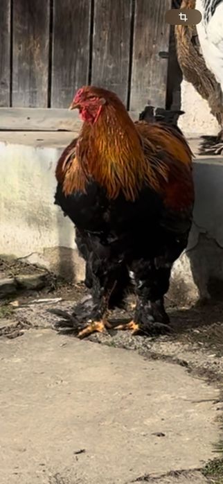 SUPER cocoși brahma !