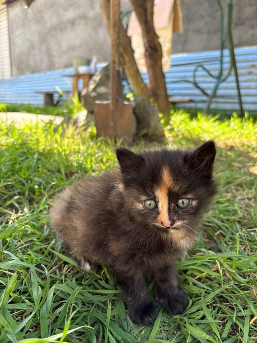 Отдадим котенка в добрые руки