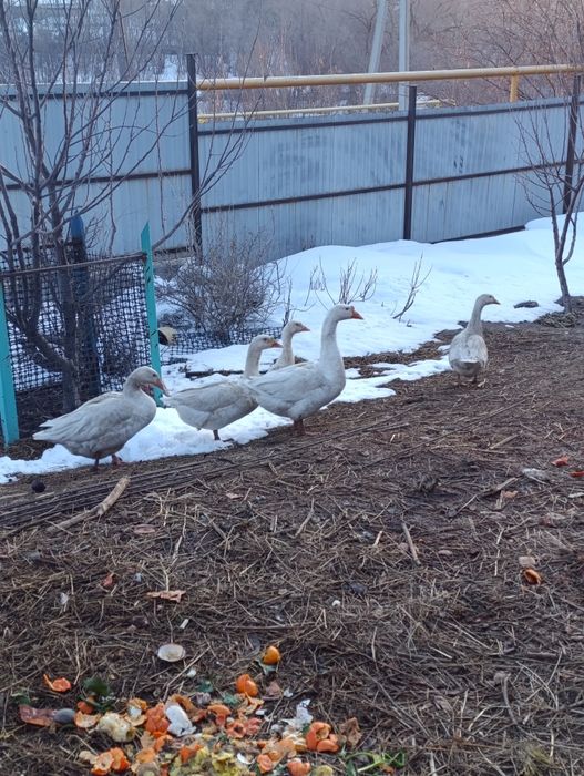 Продам  гусей...