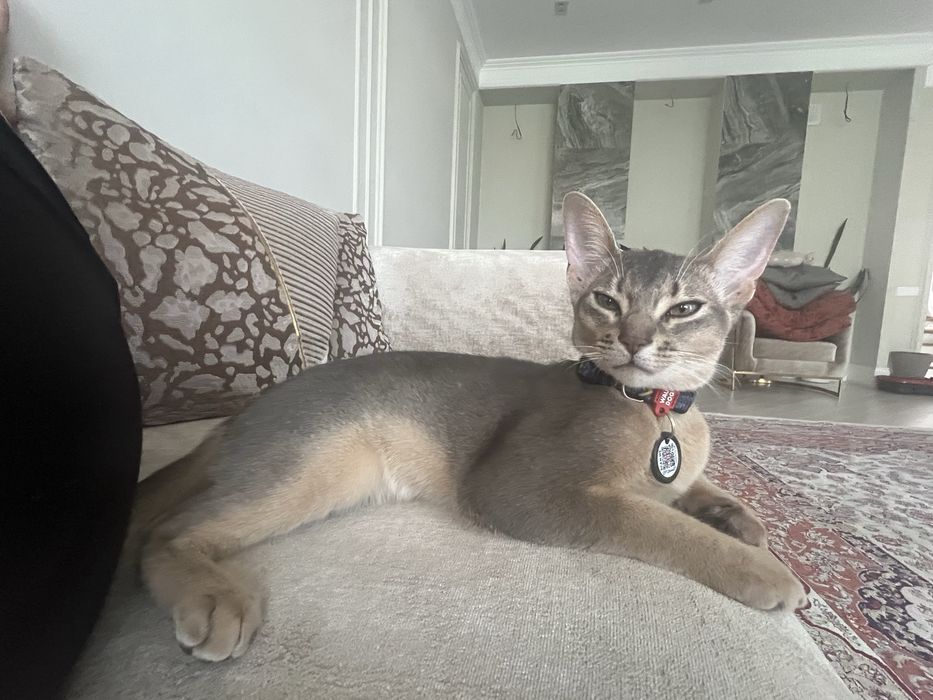 Аббисинская кошка