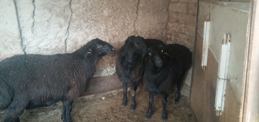 Qo'chqor qo'ylar sotiladi