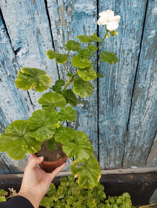 Герань домашняя цветная