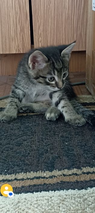 Котята в добрые руки.