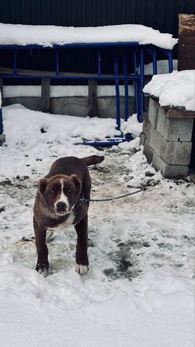 Щенок казахский тобет