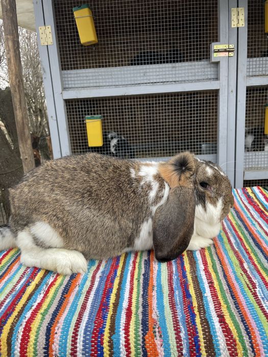 Vand femela berbec german