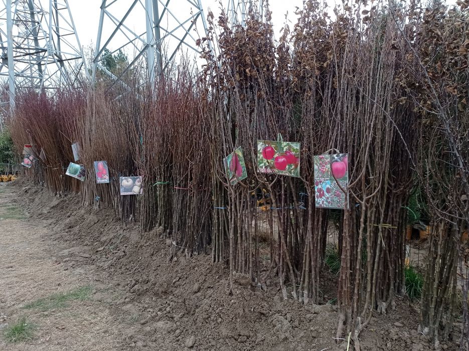 Арчалар ва гуллар