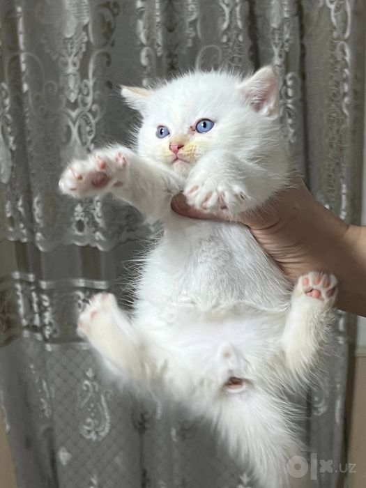 Породистые кошки